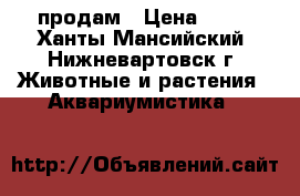 продам › Цена ­ 50 - Ханты-Мансийский, Нижневартовск г. Животные и растения » Аквариумистика   